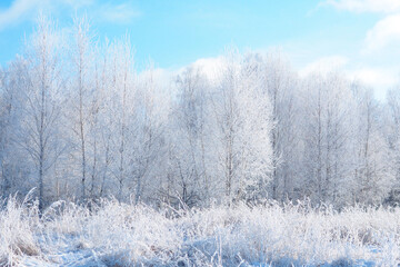 snow-covered winter birch forest against the blue sky..