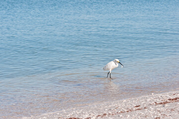front view, far distance of a snowy egret with a fish next meal in beak, on a tropical shoreline