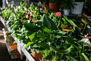 Garden department in the retail hypermarket - potted plants for sale