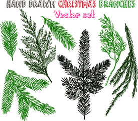 Hand drawn fir, pine cedar, coniferous branches. Christmas holiday winter plants for decoration. Vector isolated xmas design elements