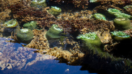 Naklejka na ściany i meble Giant Green Sea Anemone underwater in Seattle aquarium. Underwater sea water environment.