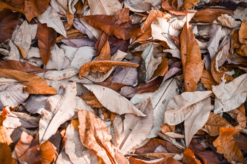 Dry magnolia leaves in autumn