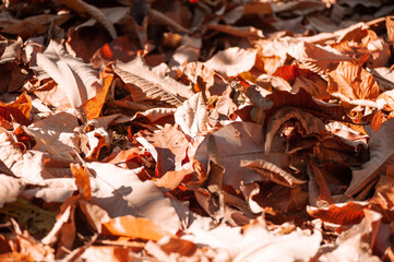 Fototapeta premium Dry magnolia leaves lie on the ground in autumn
