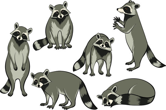 Set of racoons vector ilustrations eps10