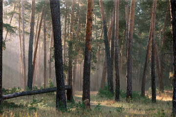 Obraz premium pine forest in the early morning in the sun