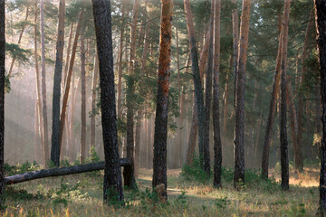 pine forest in the early morning in the sun