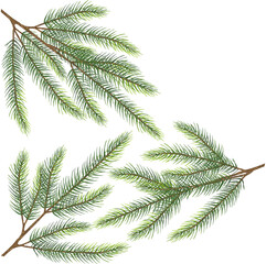 Spruce branch vector art eps10