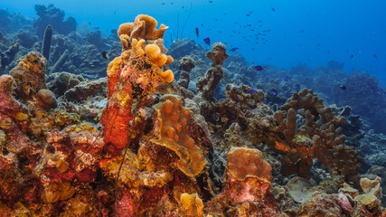 Fototapeta na wymiar Seascape with various fish, coral and sponge in coral reef of Caribbean Sea, Curacao