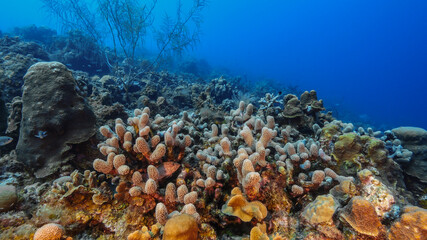 Naklejka na ściany i meble Seascape with various fish, coral and sponge in coral reef of Caribbean Sea, Curacao