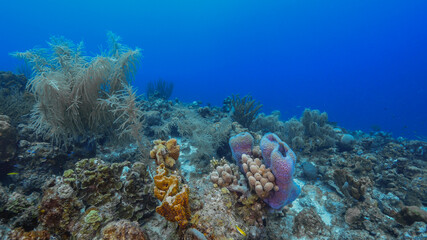 Naklejka na ściany i meble Seascape with various fish, coral and sponge in coral reef of Caribbean Sea, Curacao