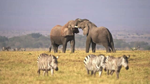 Fight - African Bush Elephant - Loxodonta africana, two Elephant fight in svannah of Amboseli park in Kenya, tusks and trunks up, big strength, weight and muscles. Zebras coming in the foreground.