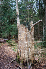 Spaziergang durch den Paterzeller Eibenwald