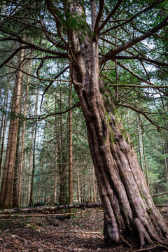 Spaziergang durch den Paterzeller Eibenwald