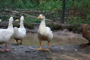 White Domesticated Ducks standing near pond. goose farm.