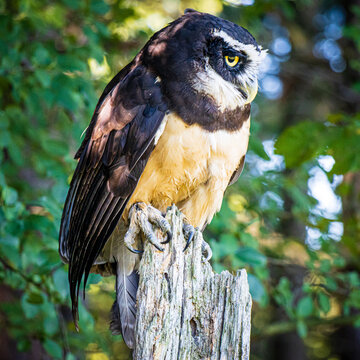 Small bird of prey perched on a tree stump