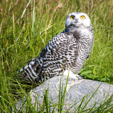 Snowy Owl looking up at sky