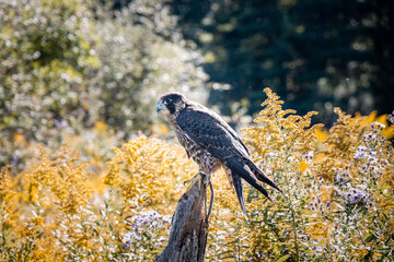 Peregrine Falcon centre frame