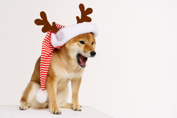 Cute funny dog in red deer antlers posing in studio on light background. Concept for christmas and new year holidays and discounts. High quality photo