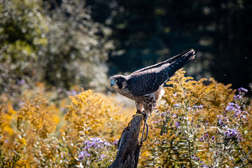 Peregrine Falcon getting ready to fly