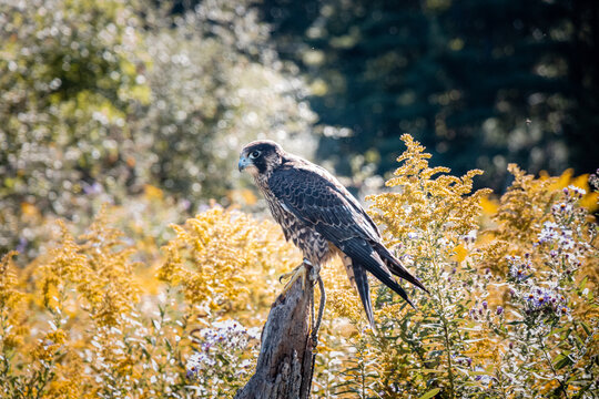 Peregrine Falcon centre frame