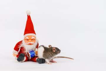 Christmas rat the symbol of new year with toy santa claus. Year of rat. Chinese new year rat on a white background. Christmas card template