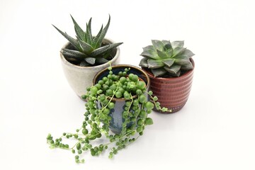 Three plants isolated on a white background. Haworthia fasciata, Senecio rowleyanus (string of pearls), rosette succulent. Green plants with round leaves and spikey leaves. Red, blue, and white pots. 