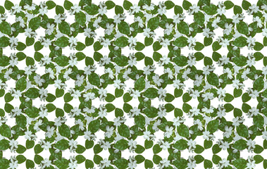 Pattern jasmine flower plant