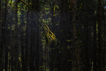 Elements of the forest in the thicket, spruce jungle at sunset