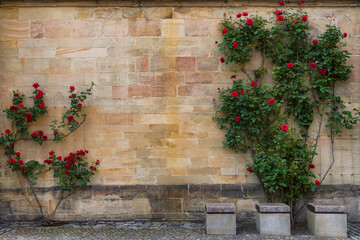 Blooming red roses against the texture of an old stone wall