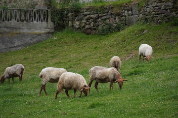 Photo of some sheep eating grass
