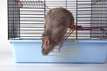 A wild breed rat prepared to escape looked out the window or door of a metal mesh cage