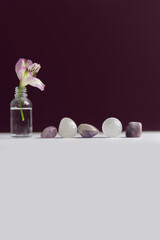 small pink flower in a transparent vase with stones on a plum background.