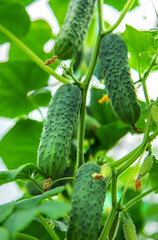 Harvest cucumbers on the branches. Selective focus.