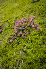 Obraz premium Amazing mountain landscape with pink blossoming rhododendron flowers on the high mountain hill. Carpathians, Ukraine, Europe.