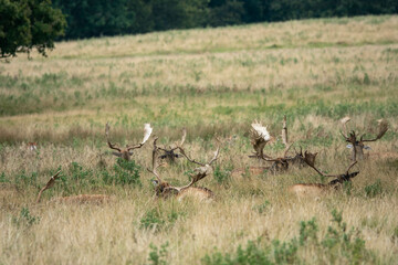 herd of fallow deer with antlers lying in the grass