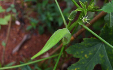 green ladies finger in home garden