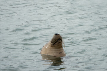 the grey seal Halichoerus grypus meaning hook nosed sea pig