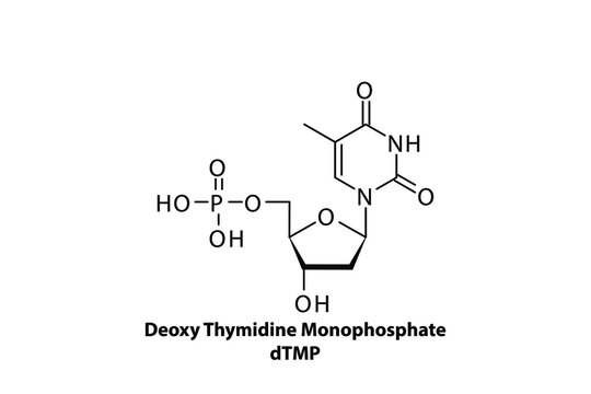 dTMP - Deoxythymidine monophospate Nucleotide molecule strcuture on white background