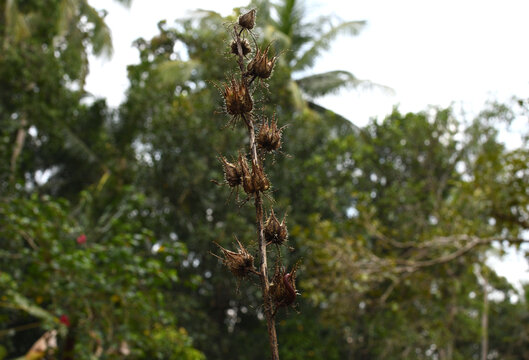 flowers seeds in shallow depth background