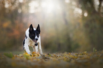 border collie working line