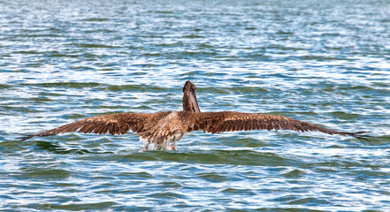 Wild pelican bird taking off from the water. Sequence