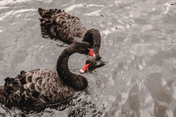 black swans in the water 