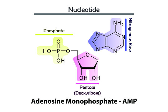 AMP - Adenosine monophosphate Nucleotide strcuture, building block of RNA molecule - sugar, phosphate and nitrogenous base.