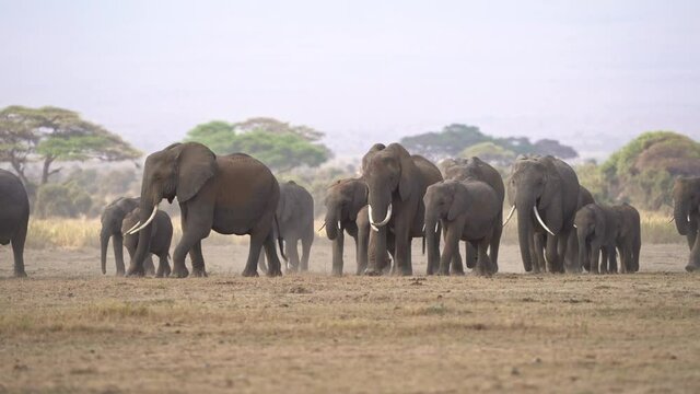 African Bush Elephant - Loxodonta africana big herd of elephants with cubs walking in dusty dry savannah, contrast picture, Kenya Africa. Unstoppable group of giant large animals with tusks and trunks
