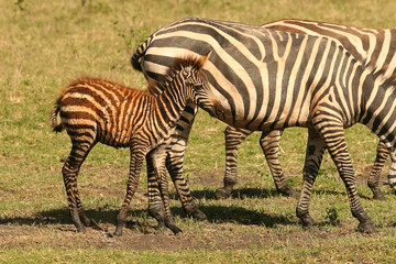 Fototapeta na wymiar zèbre de Burchell Equus burchelli avec un jeune, bébé Afrique Kenya