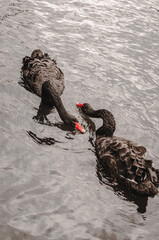 black swans in the water 