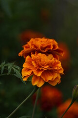 Two orange flowers in a blurred background