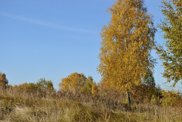 Autumn walks in the fields, the beauty of autumn nature