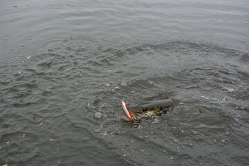 Summer fishing, pike fishing, spinning on the lake