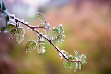 Frozen leaf on branch